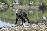 BEAUCERON - PUPPIES 211